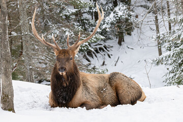 Wapiti Elk Cervus canadensis Resting in Snowy Winter Forest
