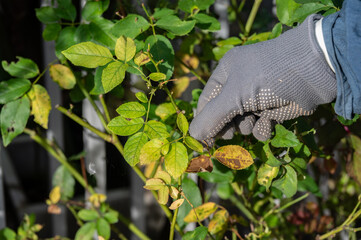 Close up of gardener hand touching yellow rose leaves before removing. Black spot is a fungal disease (Diplocarpon rosae) that affects roses.