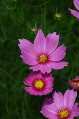 Obraz premium 秋風に揺れて咲く