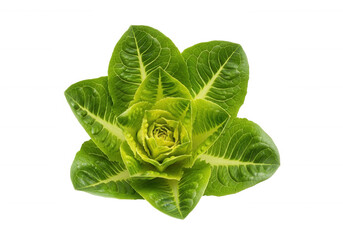 Vibrant green lettuce head isolated on a transparent background