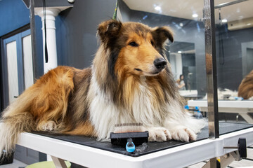 A collie dog lies in a grooming salon