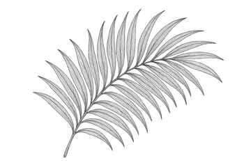 Fototapeta premium Palm frond drawing in vintage style, tropical botanical illustration, leaf outline artwork on transparent background
