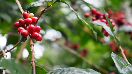 Fresh red coffee cherries on tree branch