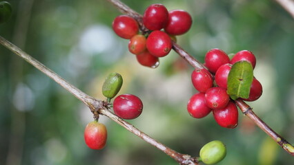 Fresh red coffee cherries on tree branch