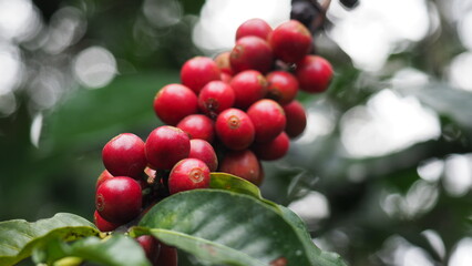 Tropical coffee plantation with ripe fruit ready for harvest