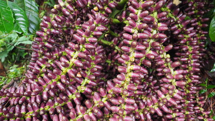 Vibrant purple palm dates glistening after tropical rain