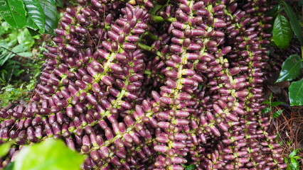 Vibrant purple palm dates glistening after tropical rain