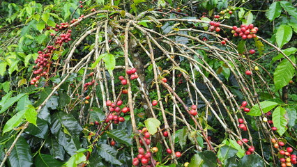 Tropical coffee plantation with ripe fruit ready for harvest