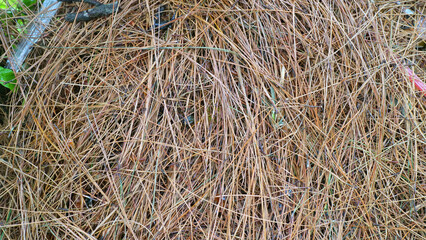 Dry Pine Needles on Forest Floor