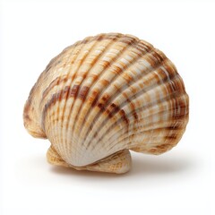 Seashell Closeup