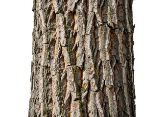 Rough bark texture isolated on a transparent background
