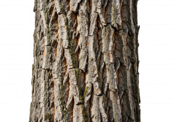 Rough bark texture isolated on a transparent background