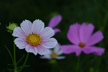 秋風に揺れて咲く