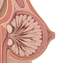 Anatomical Illustration of Human Female Mammary Gland Structure