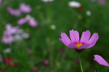 Fototapeta premium 秋風に揺れて咲く