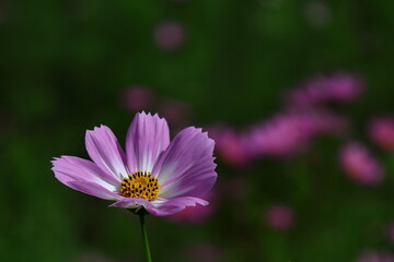 秋風に揺れて咲く