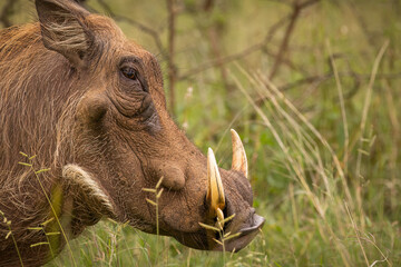 A male warthog in close up side view in its natural bush environment in a game reserve in South...