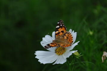 秋風に揺れて咲く