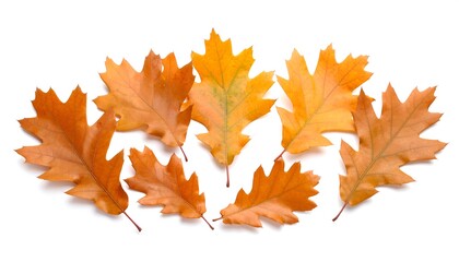 Vibrant Autumn Oak Leaves Golden Foliage Arrangement on White Background.