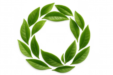Green tea leaves forming circular frame on transparent background, symbolizing nature, freshness, organic products