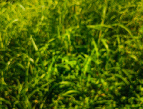 Blurred image of green tall grass