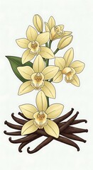 Vanilla Orchid Flower and Pods Illustration.