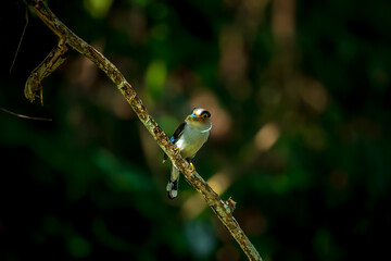 colorful bird Silver-breasted broadbill (Serilophus lunatus) build a nest. 