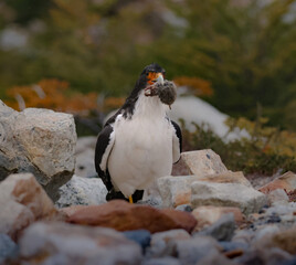 Predatory Bird with Rodent Prey in Rocky Wilderness