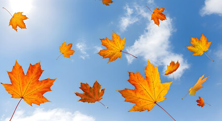 Falling Orange Maple Leaves Against Bright Blue Sky Autumn