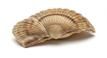Obraz premium A Single Seashell on a White Background.