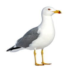 Side view of a seagull