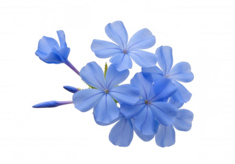 Blue Petals Delicate Bloom isolated on a transparent background