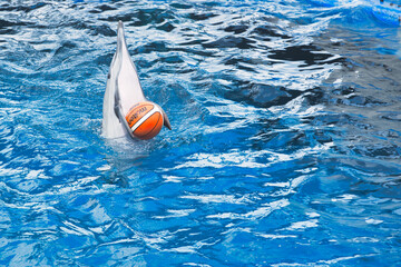 イルカとボール