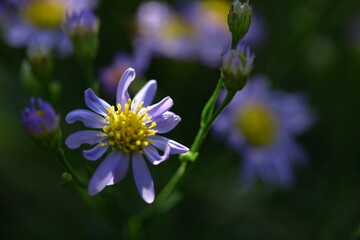 十五夜の時期に咲く薄紫の花