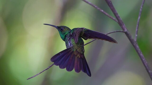 Colibri desplegando sus alas