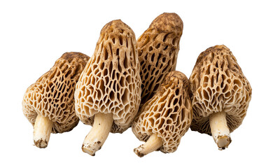 Five morel mushrooms with honeycomb-like conical caps and short stout stems.