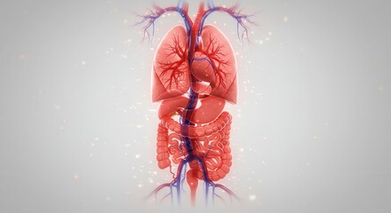 Depicting the anatomical structure of the human torso, this image showcases detailed renderings of internal organs like the lungs, heart, and intestines, rendered with red and blue hues, against a...