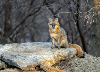 A male Gray Fox striking a pretty pose.