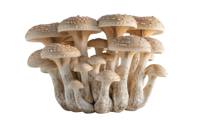 A dense cluster of beige-brown mushrooms with textured, speckled caps, prominent gills, and thick intertwined stems.