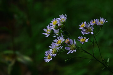 十五夜の時期に咲く薄紫の花
