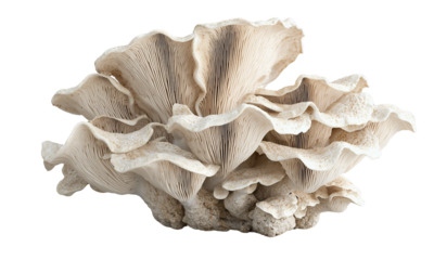 A cluster of large pale oyster mushrooms with layered, ruffled gills and wavy, overlapping caps.