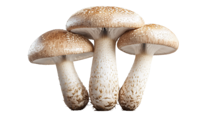Cluster of three brown shimeji (beech) mushrooms with rounded caps, visible gills, and stout stems.