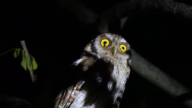 B&uacute;ho Nocturnal Owl Hunting Its Prey &ndash; Wildlife Photography