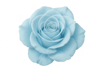 Light blue rose blossom isolated on transparent background