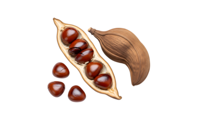 Jengkol - Archidendron pauciflorum seeds found in both opened and closed pods, set against a white background. A raw food and ingredient from Indonesia.