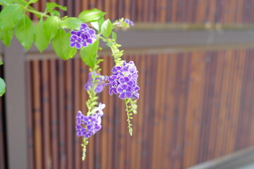 道端に咲く秋の花
