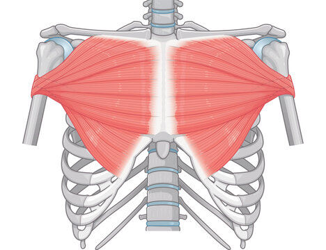 大胸筋のイラスト pectoralis major muscle illustration