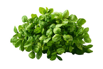 Obraz premium A pile of watercress, isolated on a transparent background