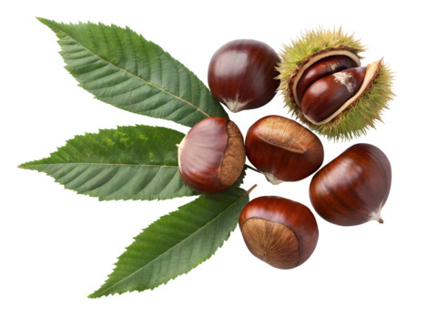 Fresh sweet chestnuts arrangement including the spiky shell and vibrant green leaves isolated on a transparent background.