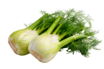 Fennel is an herb with sweet, citrusy tones and slightly stloffen greens on transparent background